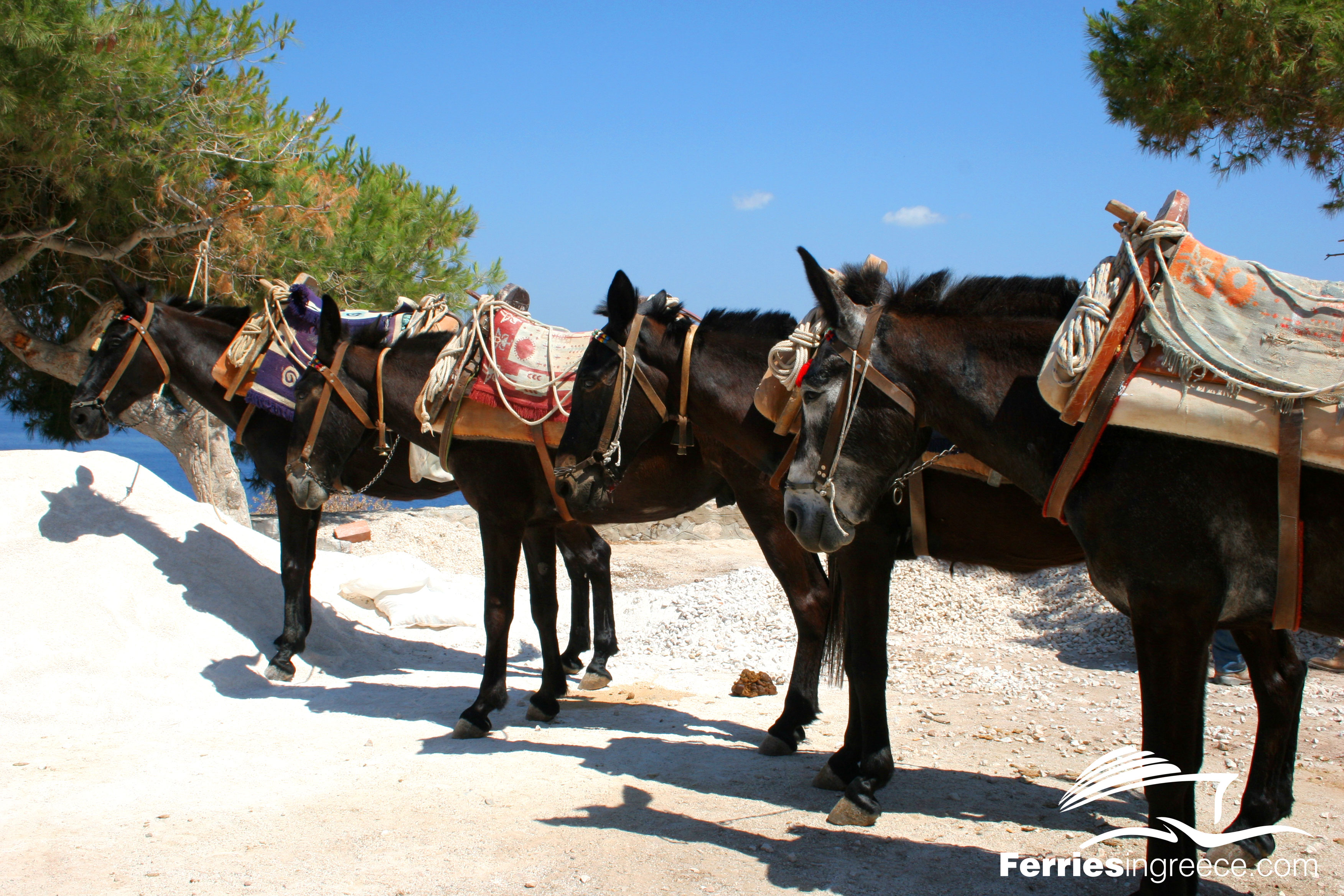 Donkeys-Hydra